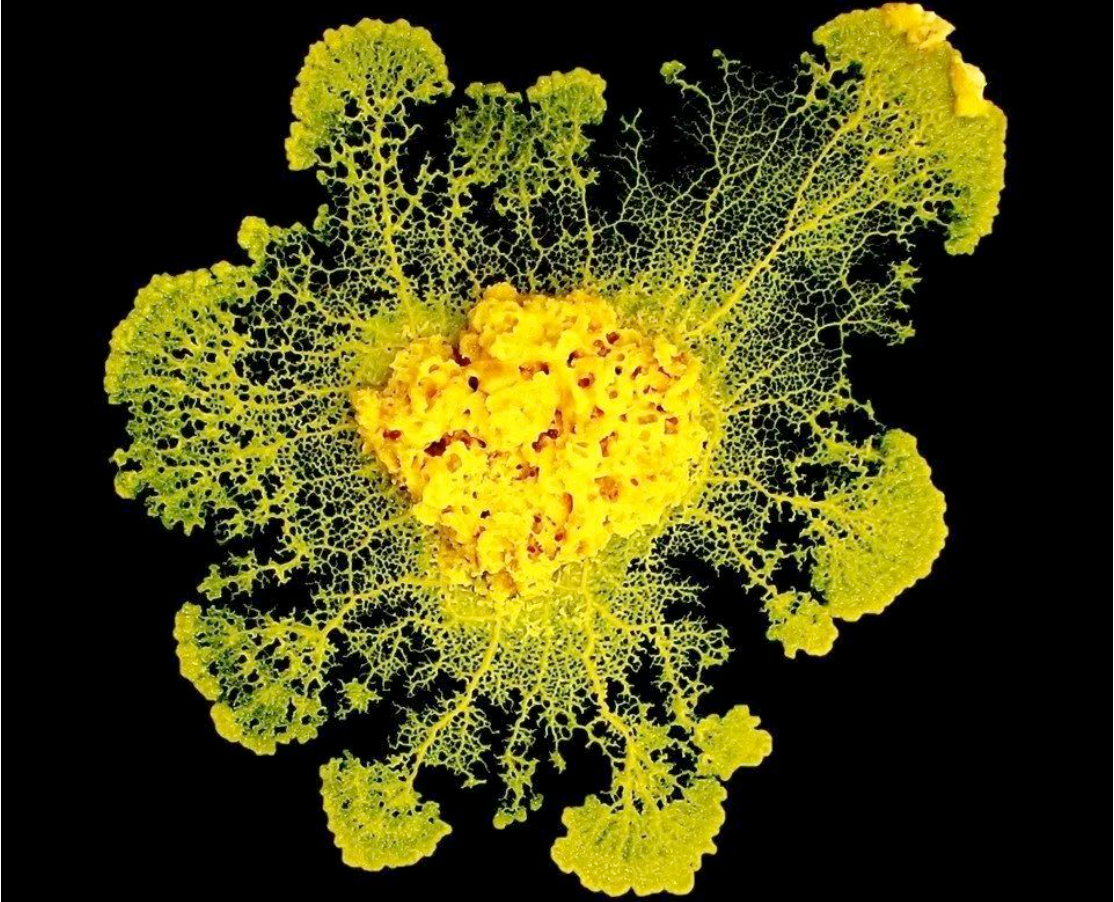 真正的地铁线路规划大师居然是黏菌！26小时超越10年努力(图1)