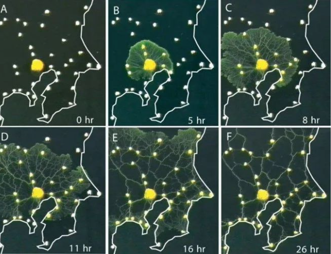 真正的地铁线路规划大师居然是黏菌！26小时超越10年努力(图2)